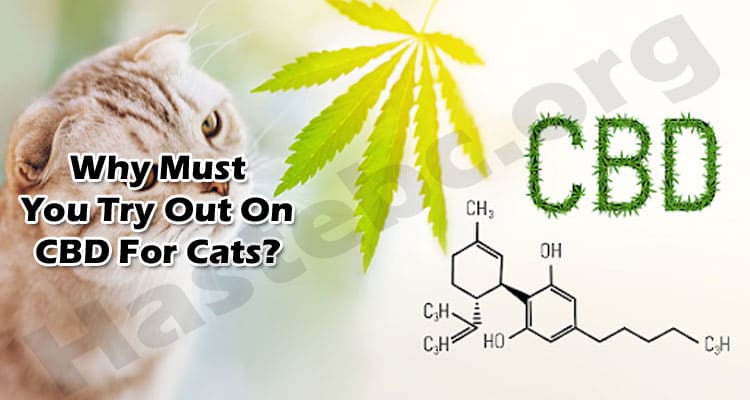 Latest News CBD For Cats