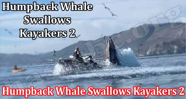 Latest News Humpback Whale Swallows Kayakers 2