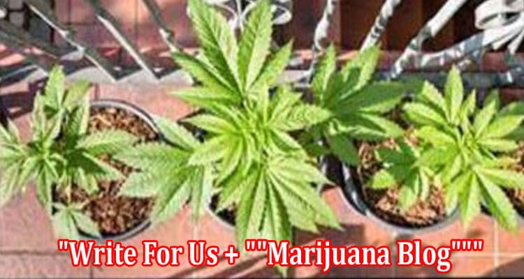 About General Information Write For Us + Marijuana Blog