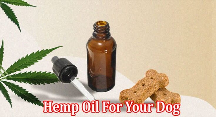 Benefits & Uses Of Hemp Oil For Your Dog