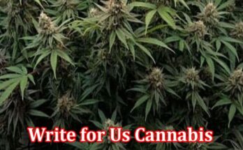 About General Information Write for Us Cannabis