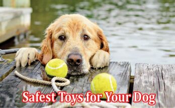 Complete Information About How to Choose the Best and Safest Toys for Your Dog