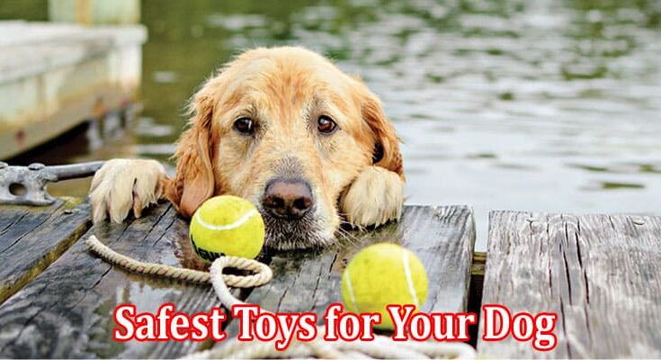 Complete Information About How to Choose the Best and Safest Toys for Your Dog