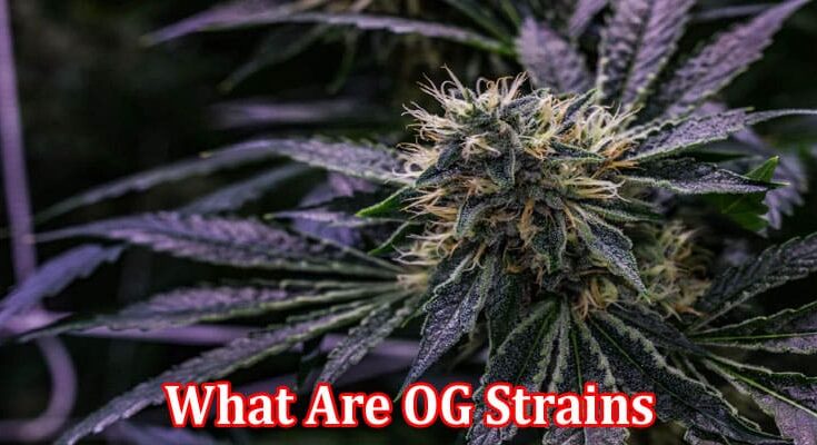 Complete Information About What Are OG Strains, Should You Get Them & How to Choose Supplier