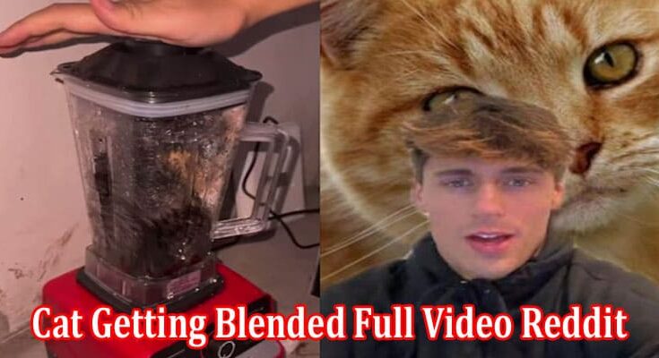 Latest News Cat Getting Blended Full Video Reddit