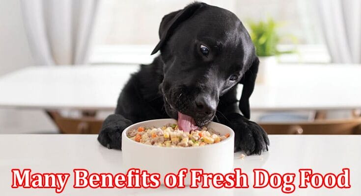 Complete Information About Vet-Approved Delights - Unveiling the Many Benefits of Fresh Dog Food